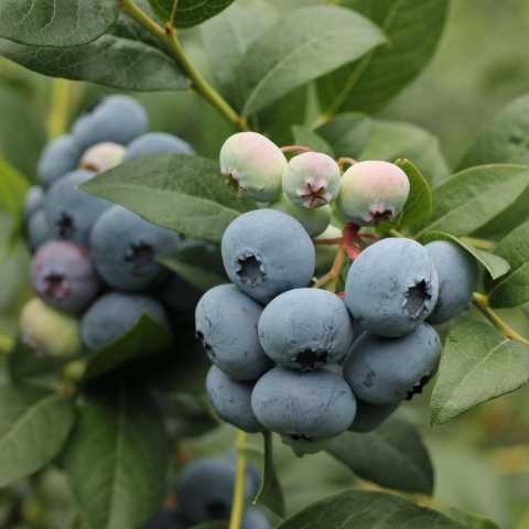 المبالغ الزائدة 5