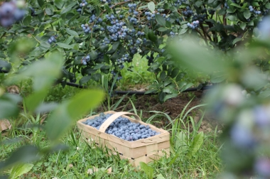 إنتاج وتوزيع مواد الحضانة بولندا 9