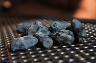 إنتاج وتوزيع مواد الحضانة بولندا 11