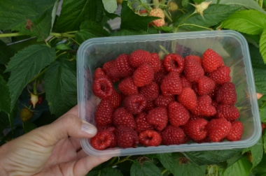 إنتاج وتوزيع مواد الحضانة بولندا 12