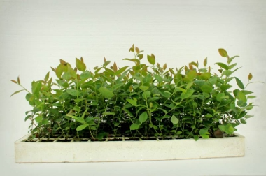 إنتاج وتوزيع مواد الحضانة بولندا 15