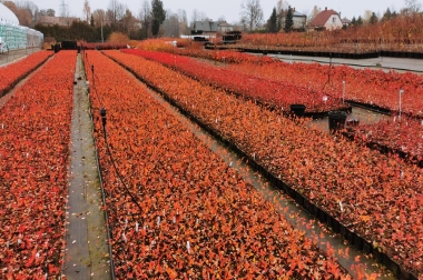 إنتاج وتوزيع مواد الحضانة بولندا 16