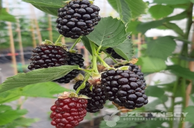 إنتاج وتوزيع مواد الحضانة بولندا 18