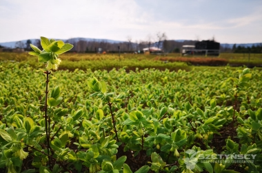 إنتاج وتوزيع مواد الحضانة بولندا 19